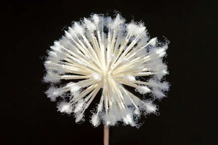 taraxacum-model