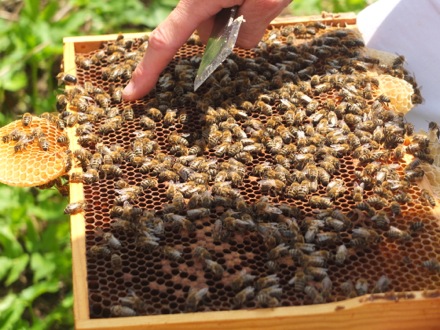 Bienen