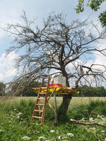 Bienen