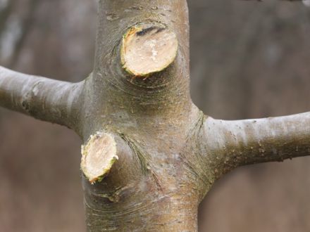 Obstbaumschnitt